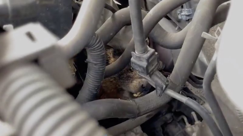 This marmot socially distanced itself right into an engine bay