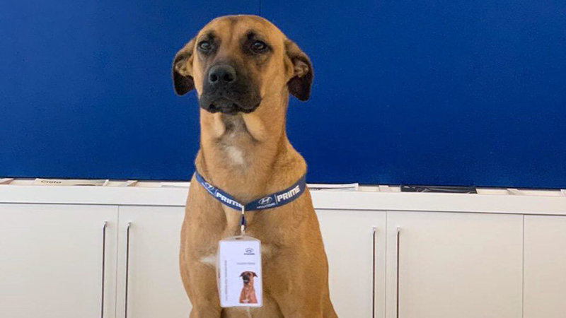 Meet Tucson, a stray dog who became Prime Hyundai’s newest car consultant