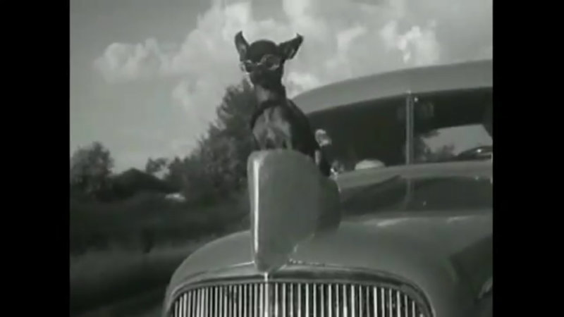 Apparently GM thought it was OK for your dog to be a hood ornament in 1935