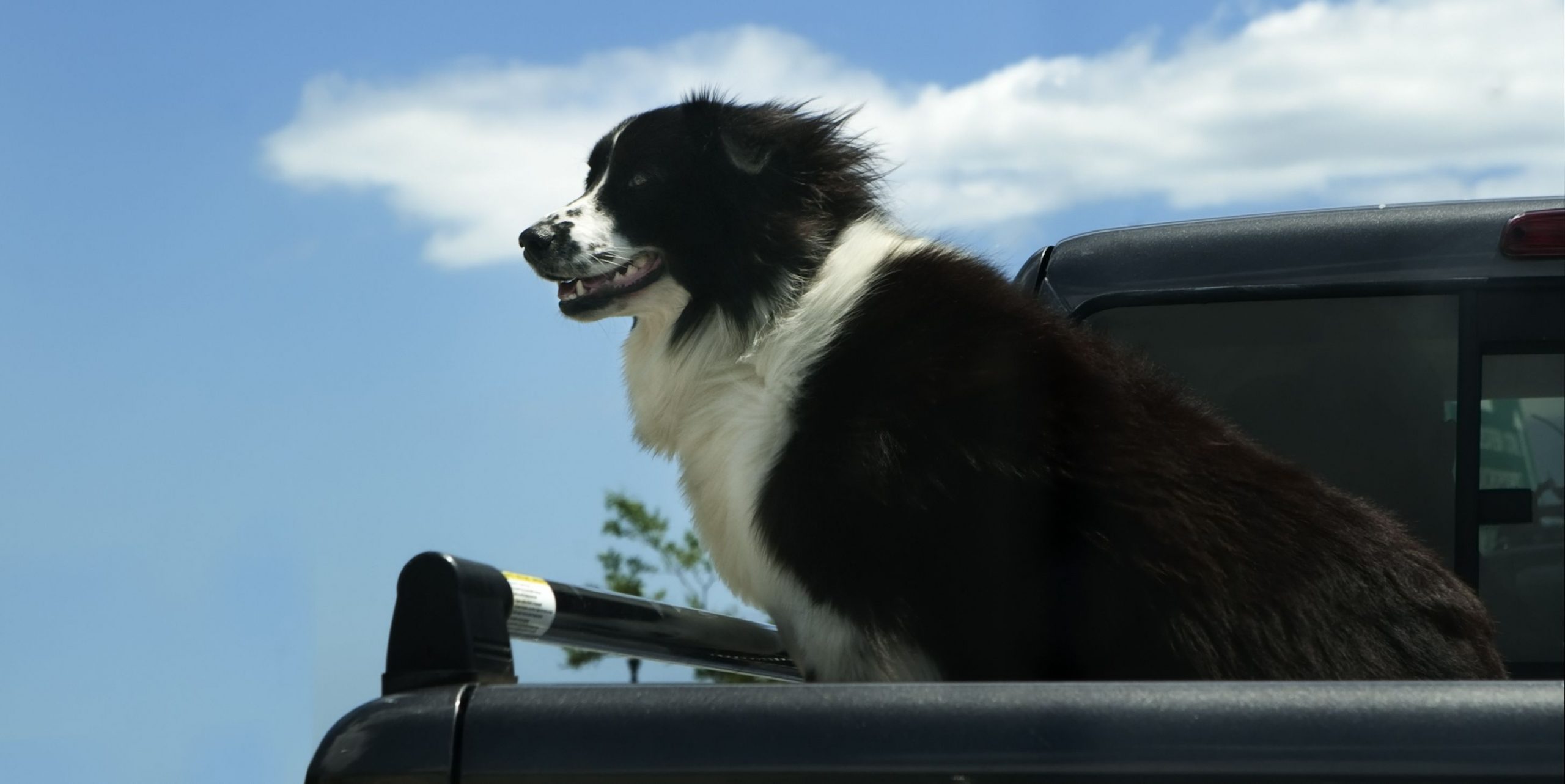 In Utah, Letting Dogs Ride in Pickup Truck Bed May Be Illegal Soon