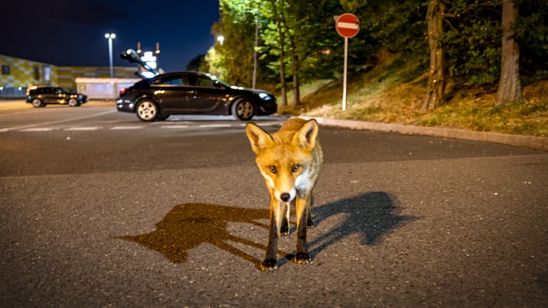 While squirrel packs truck with nuts, ‘frenzied’ foxes are cutting brake lines