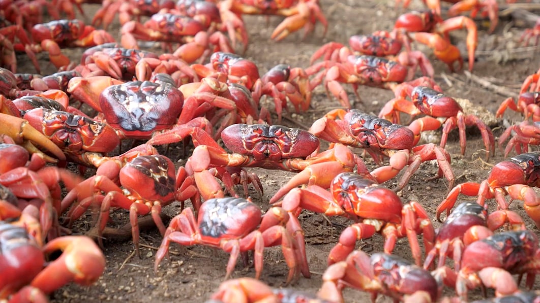 Red crabs halt car traffic on the roads of Christmas Island