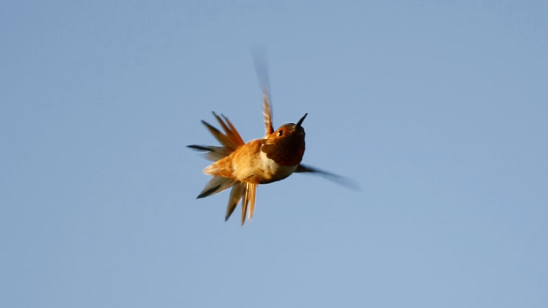 Hummingbird hitches 500-mile car ride to warmer weather